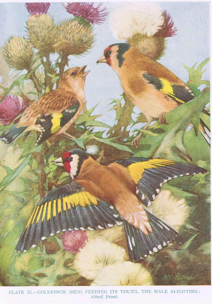 Aranypinty eteti fiókáit, illusztráció a „British Birds” című filmből, Kirkman und Jourdain, 1966 alkotó: Alfred Priest