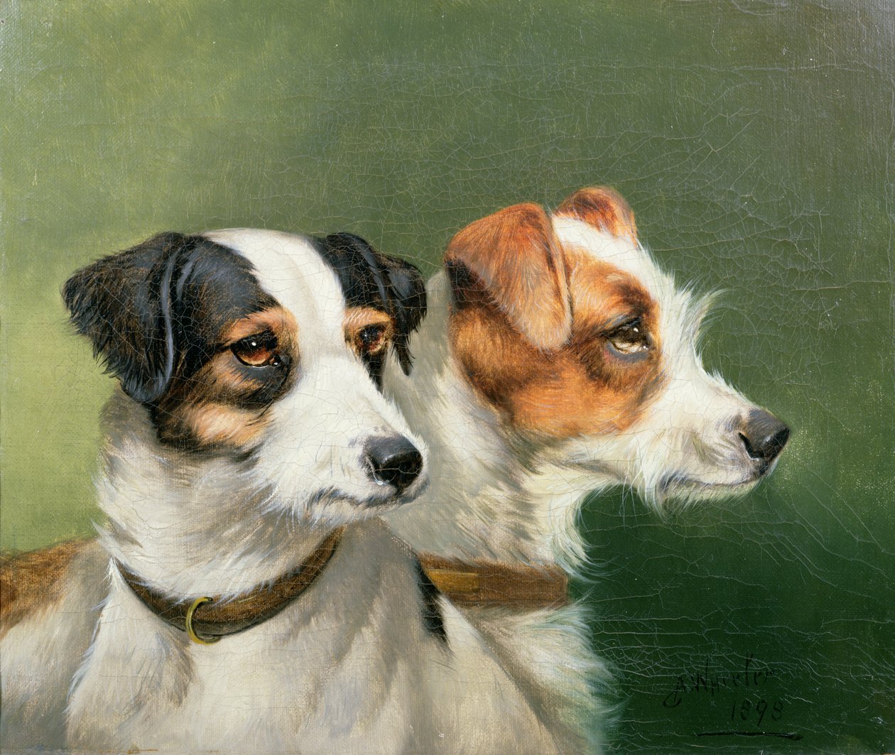 Két foxterrier, 1898 alkotó: John Alfred Wheeler