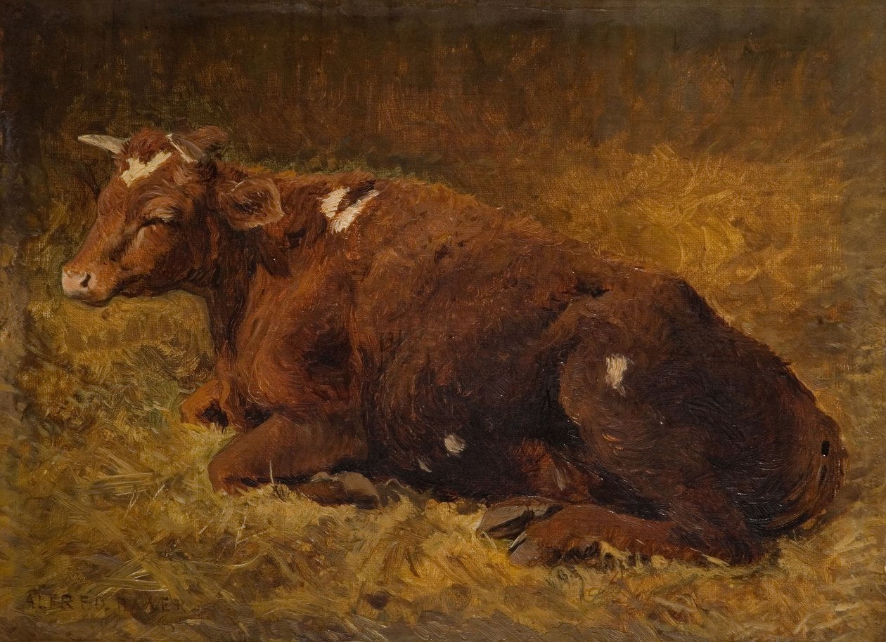 Egy tehén hever a földön, 1865-1872. alkotó: Alfred Baker