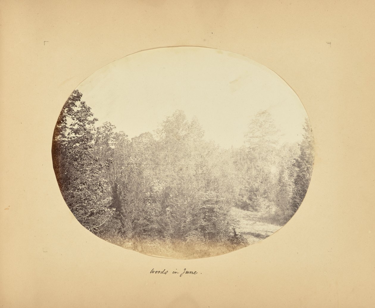 Woods júniusban alkotó: Alfred Booth