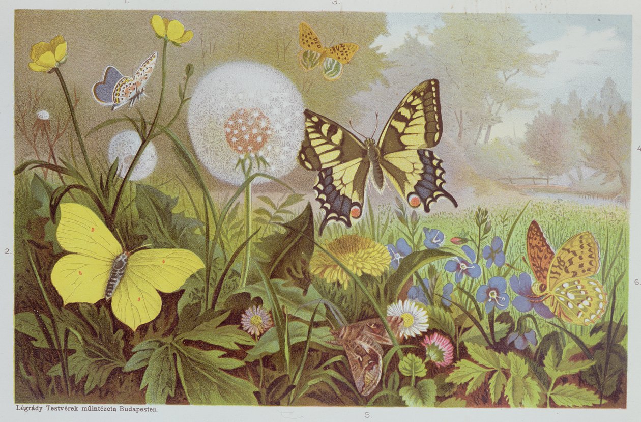 Pillangók, illusztráció egy magyar természetrajzi könyvből, 1900 körül alkotó: Alfred Brehm