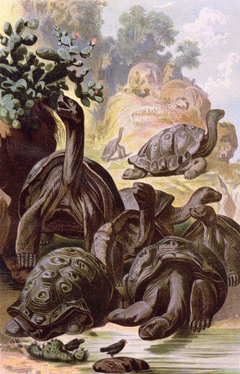 Óriásteknősök a Galápagos-szigetekről, egy természetrajzi könyvből, 1887 alkotó: Alfred Brehm