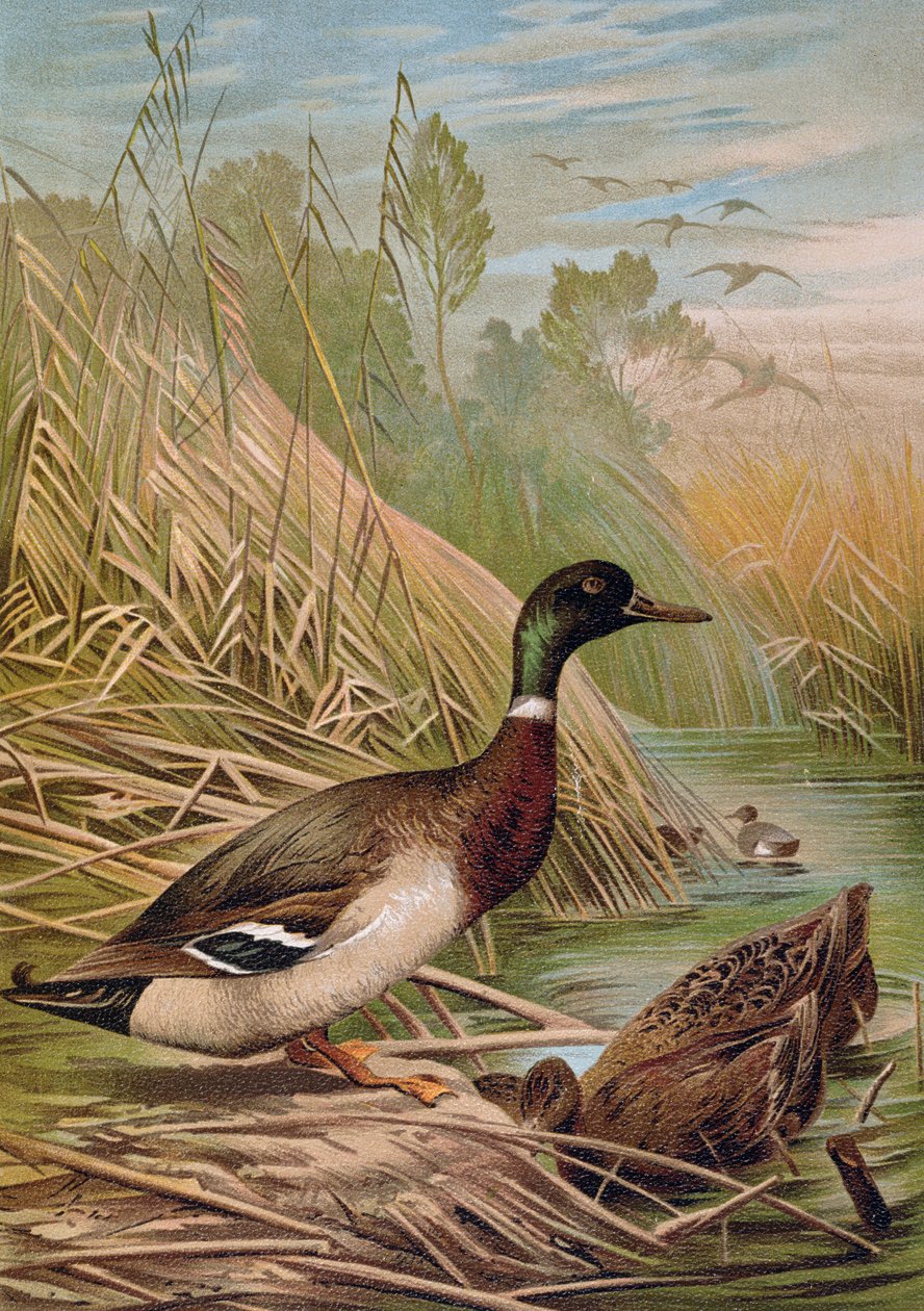 Tőkés récék, illusztráció egy magyar természetrajzi könyvből, 1904 alkotó: Alfred Brehm