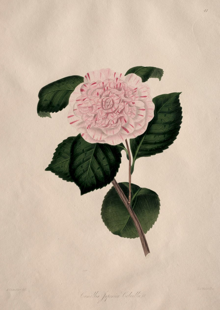 A Camellieae természetes rendjének illusztrációi és leírásai: 41. sz. alkotó: Alfred Chandler
