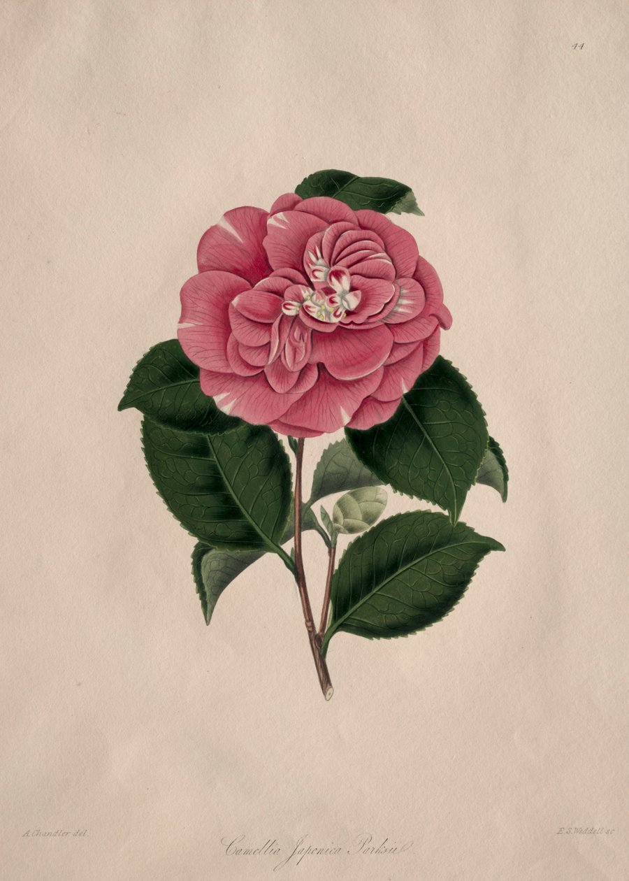 Illusztrációk és leírások... a Camellieae természetes rendjéről: 44. sz. alkotó: Alfred Chandler