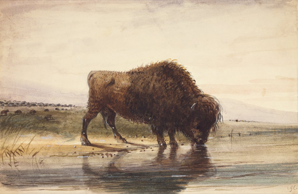 Bull Buffalo, 1837 körül (akvarell, papír) alkotó: Alfred Jacob Miller
