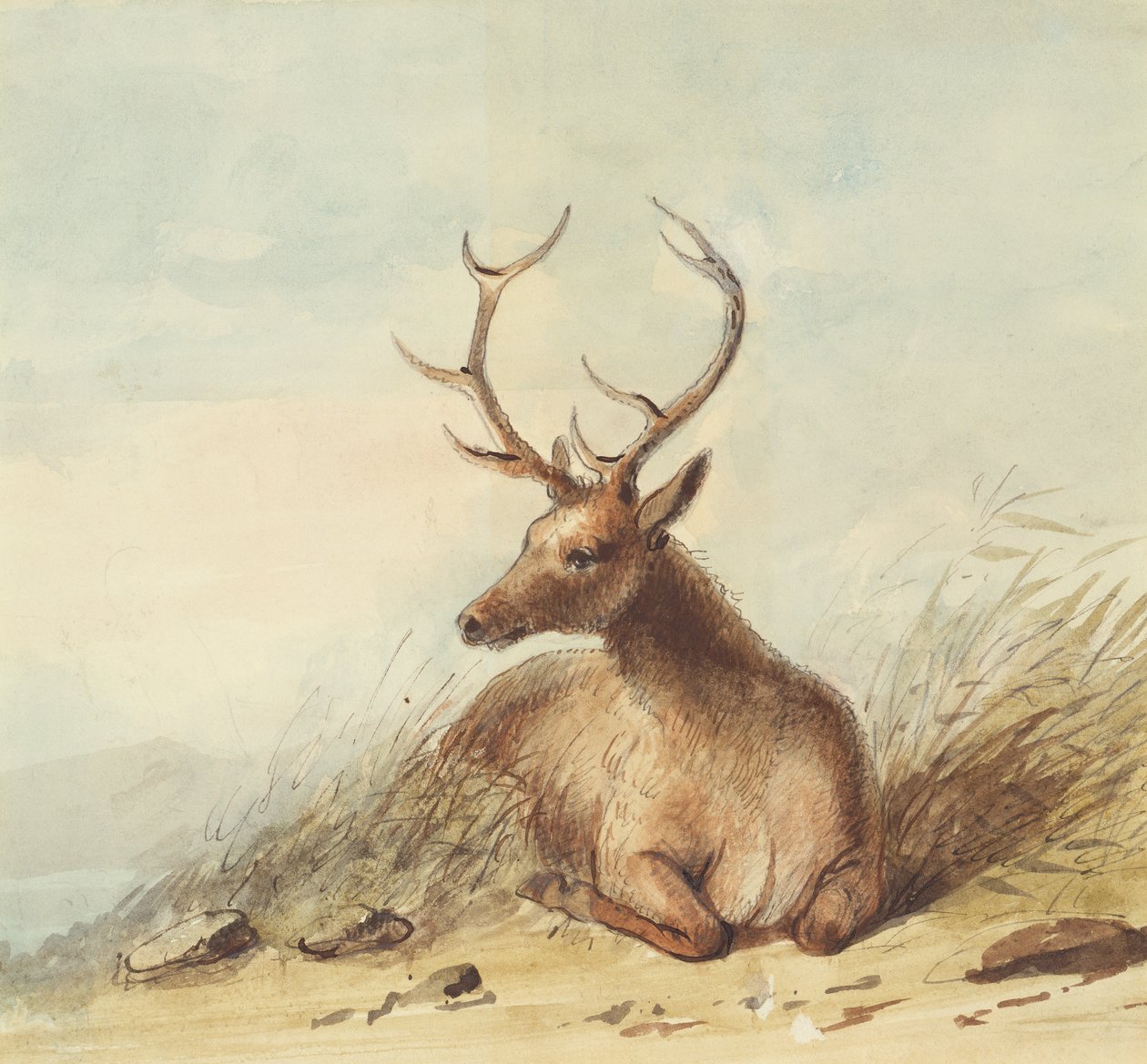 Elk, Rocky Mountains, 1837 körül (ceruza, toll, tinta és akvarell papíron) alkotó: Alfred Jacob Miller
