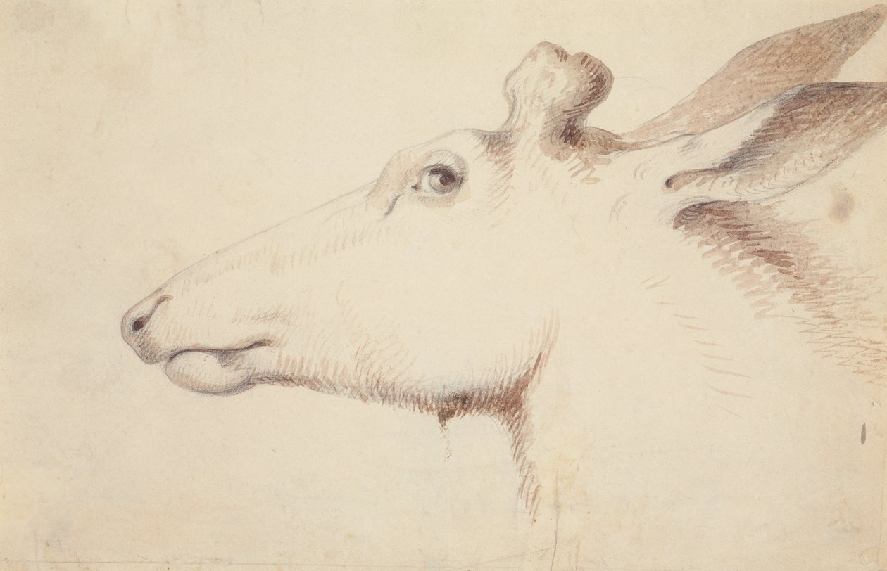 Jávorszarvas. 1837 körül (rajz) alkotó: Alfred Jacob Miller