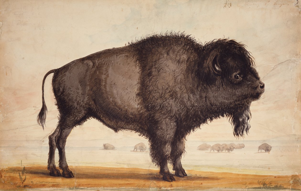 Scenting the Breeze, 1837 körül (akvarell, papír) alkotó: Alfred Jacob Miller