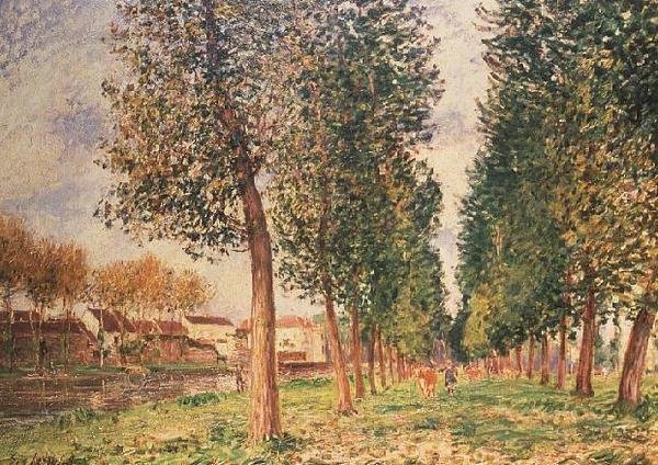 A nyárfa sugárút Moretnél, felhős nap, reggel alkotó: Alfred Sisley