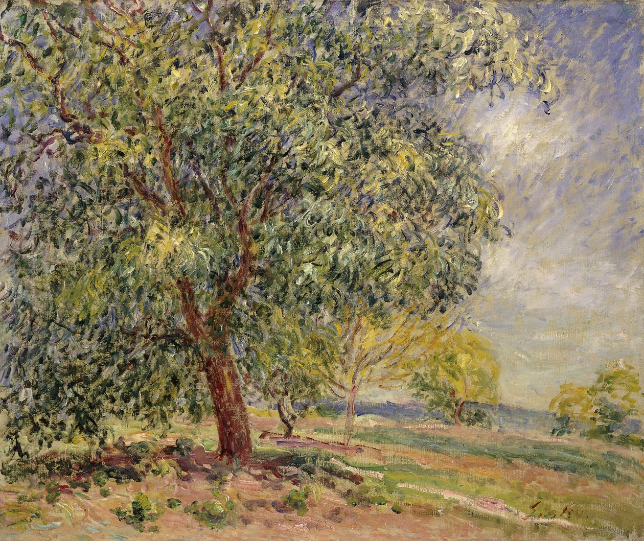 diófa Sablonsban tavasszal; Diófák Les Sablonsban, 1885 tavasza alkotó: Alfred Sisley