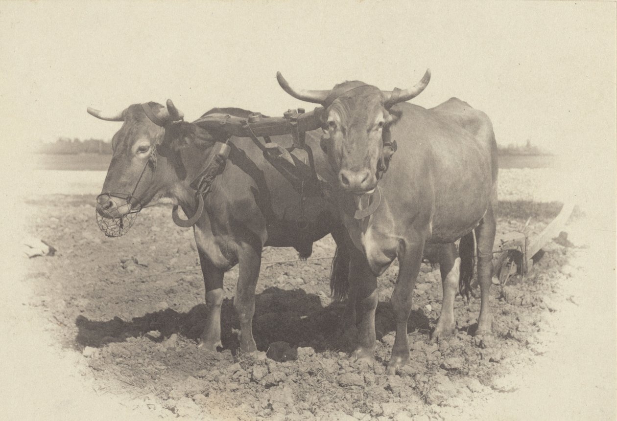 Idill alkotó: Alfred Stieglitz