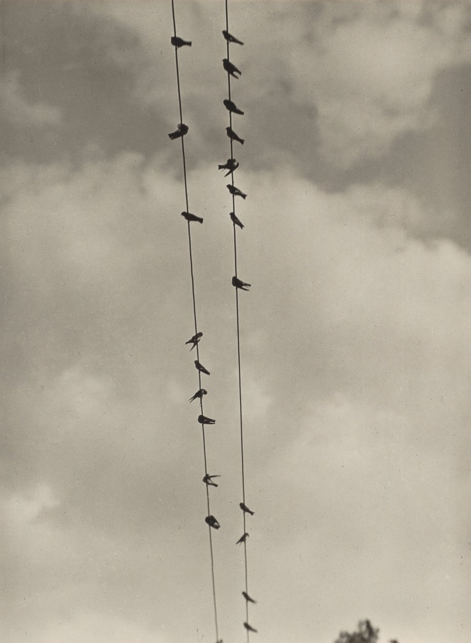 Madarak alkotó: Alfred Stieglitz