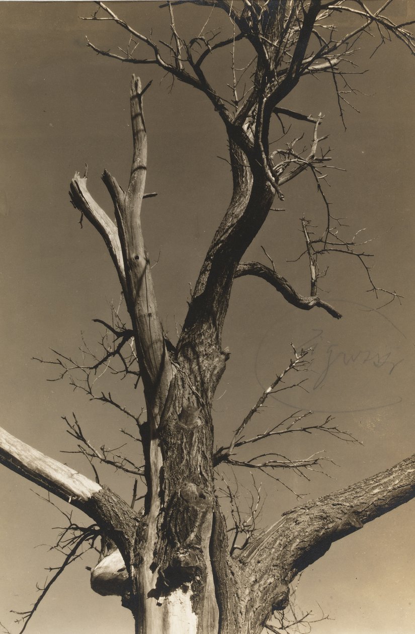 Haldokló gesztenyefa (fordítva) alkotó: Alfred Stieglitz