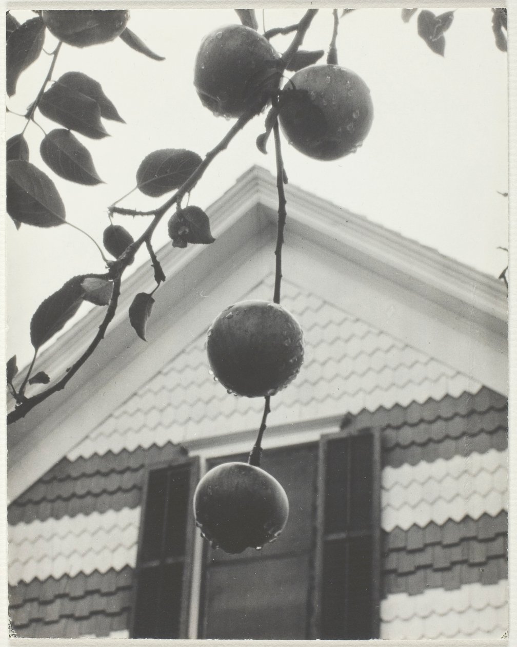 Gable és az almák alkotó: Alfred Stieglitz