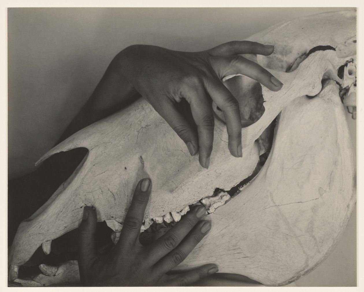 Georgia O’Keeffe – Kezek és lókoponya alkotó: Alfred Stieglitz