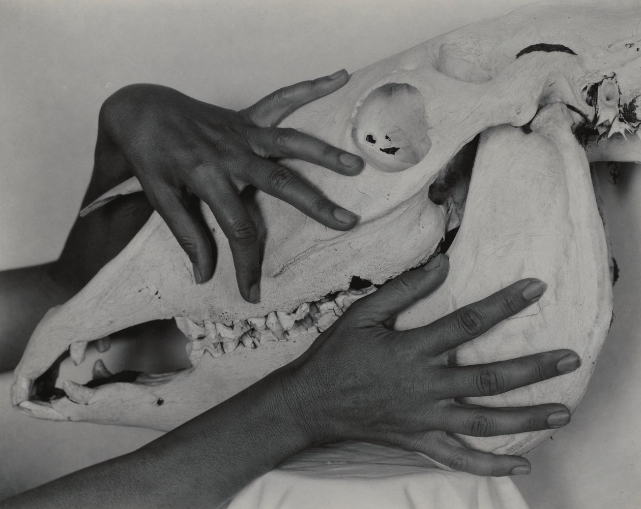 Georgia O’Keeffe – Kezek és lókoponya alkotó: Alfred Stieglitz