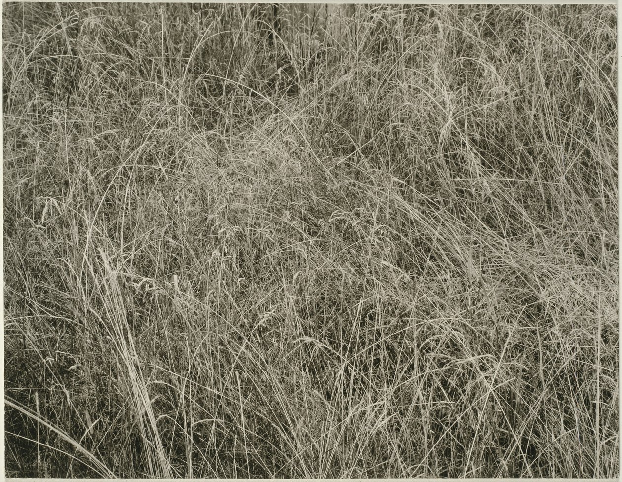 Fű alkotó: Alfred Stieglitz