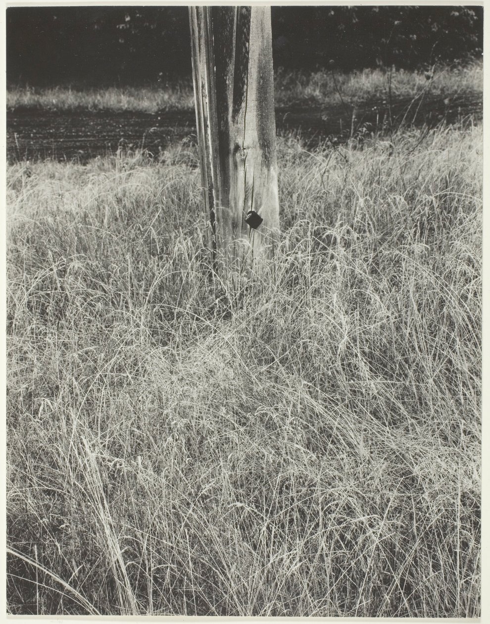 Fű és zászlórúd alkotó: Alfred Stieglitz