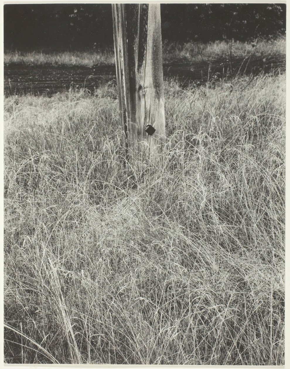 Fű és zászlórúd, 1933. alkotó: Alfred Stieglitz