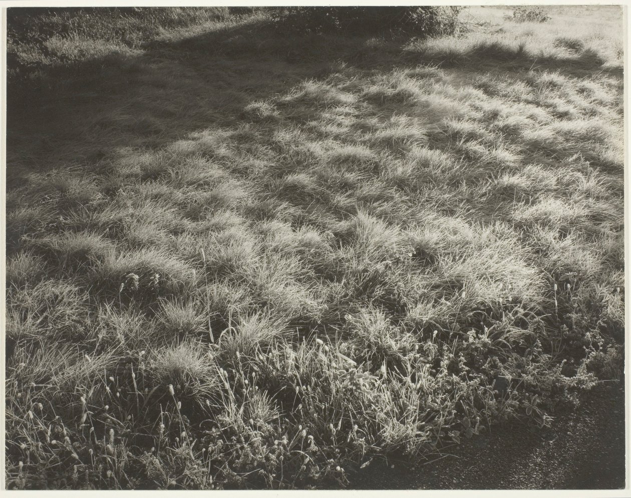 Fű és fagy alkotó: Alfred Stieglitz