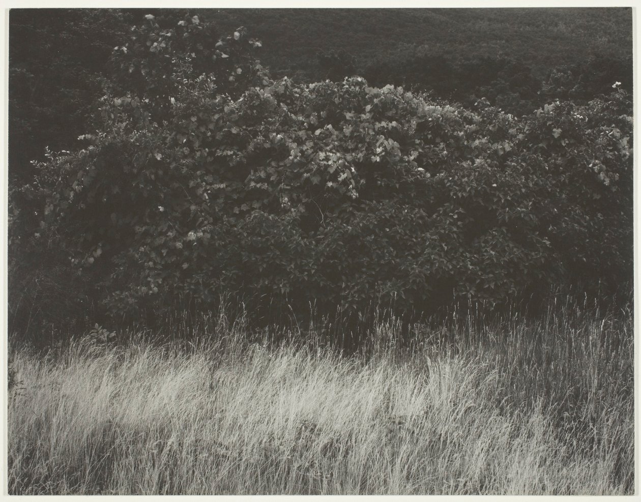 Sövény és füvek – George-tó alkotó: Alfred Stieglitz