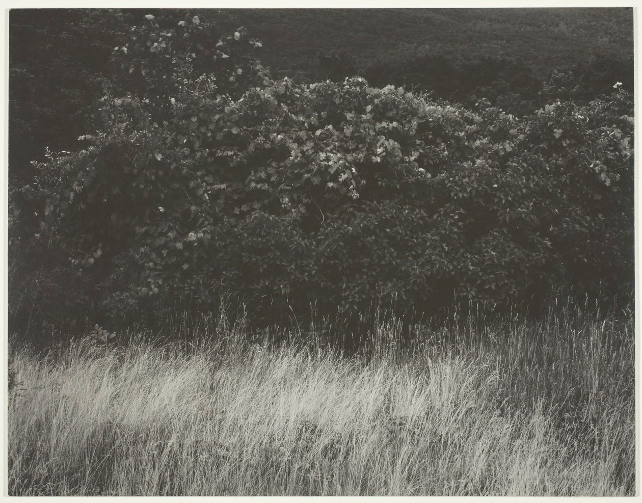 Sövény és fű – Lake George, 1933. alkotó: Alfred Stieglitz