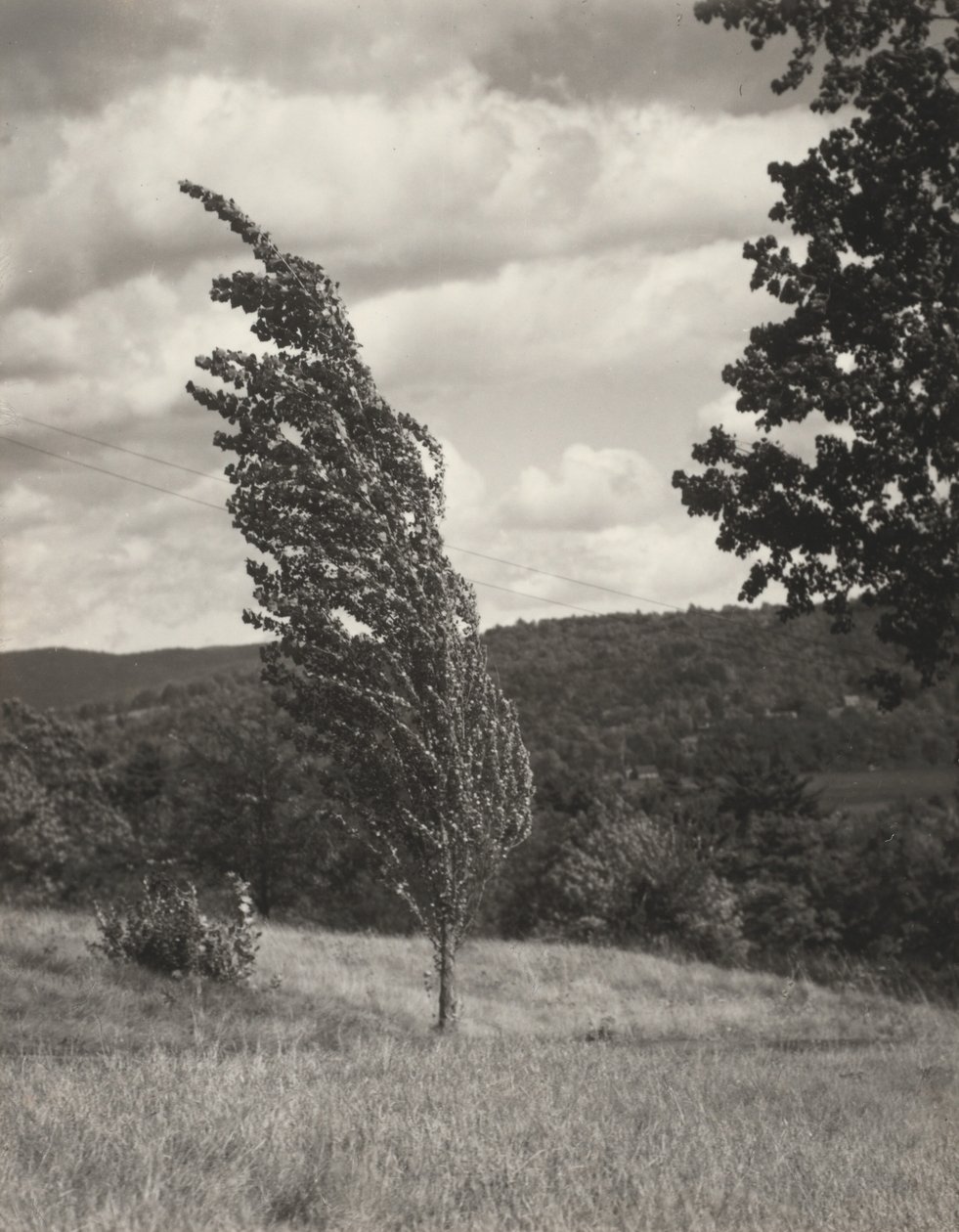 Poplar – Lake George alkotó: Alfred Stieglitz