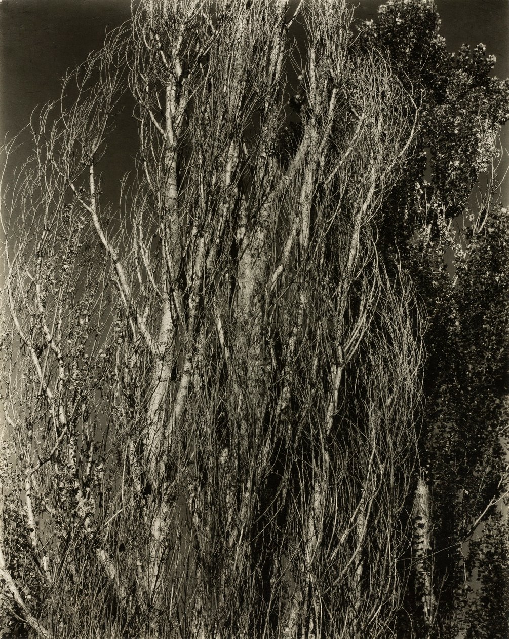 Nyárfák – George-tó alkotó: Alfred Stieglitz