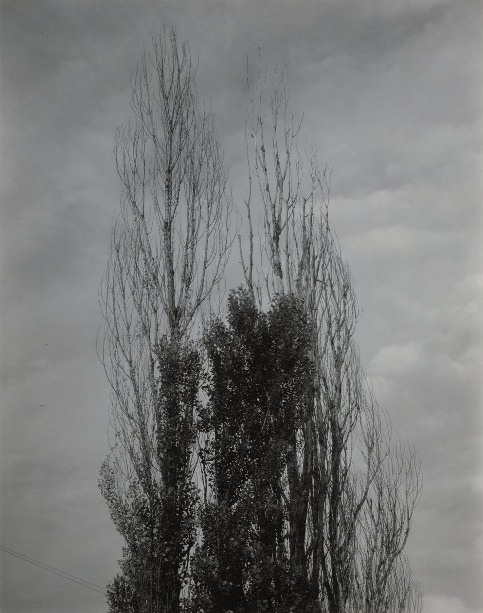 Nyárfák – Lake George alkotó: Alfred Stieglitz