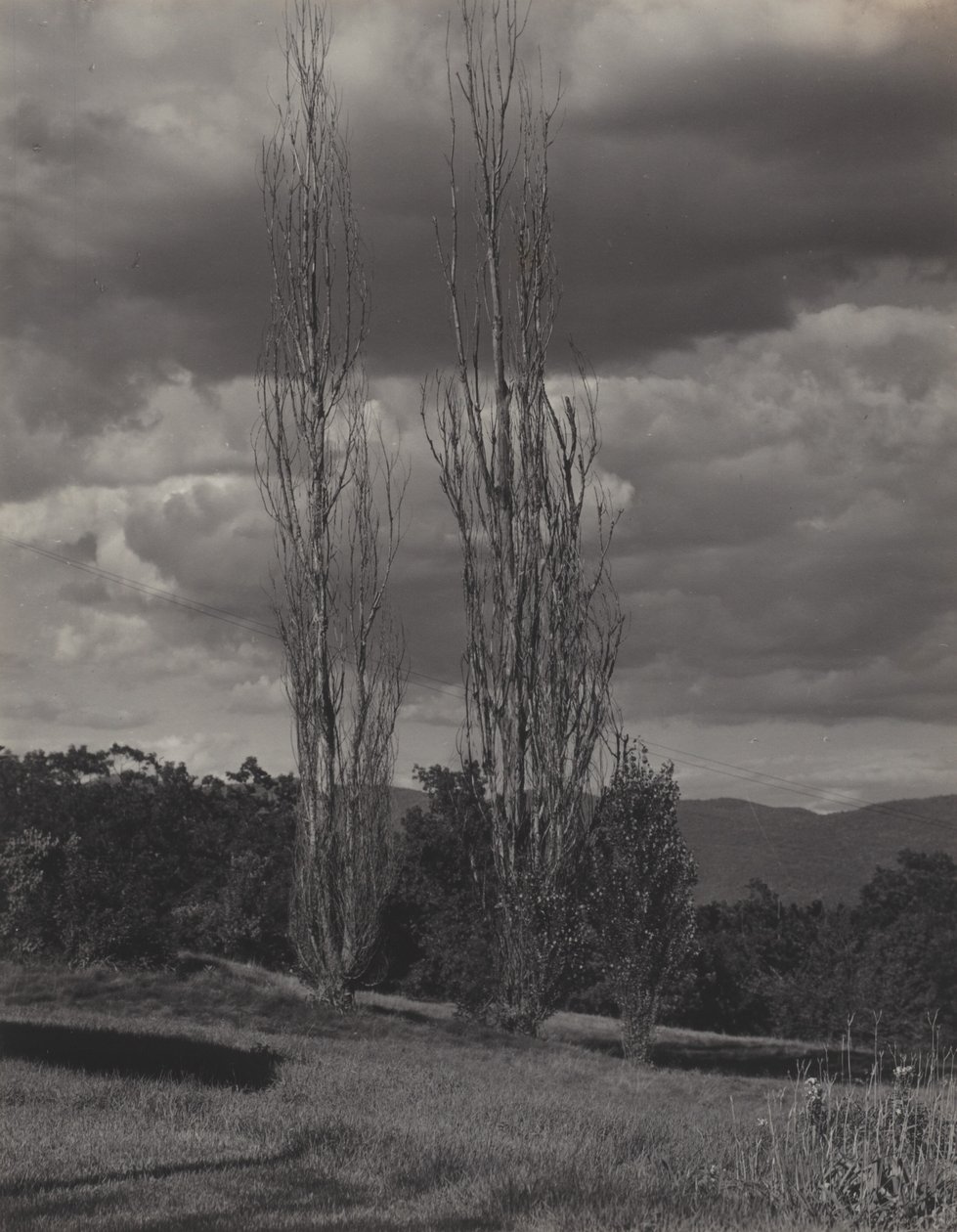 Nyárfák – Lake George alkotó: Alfred Stieglitz
