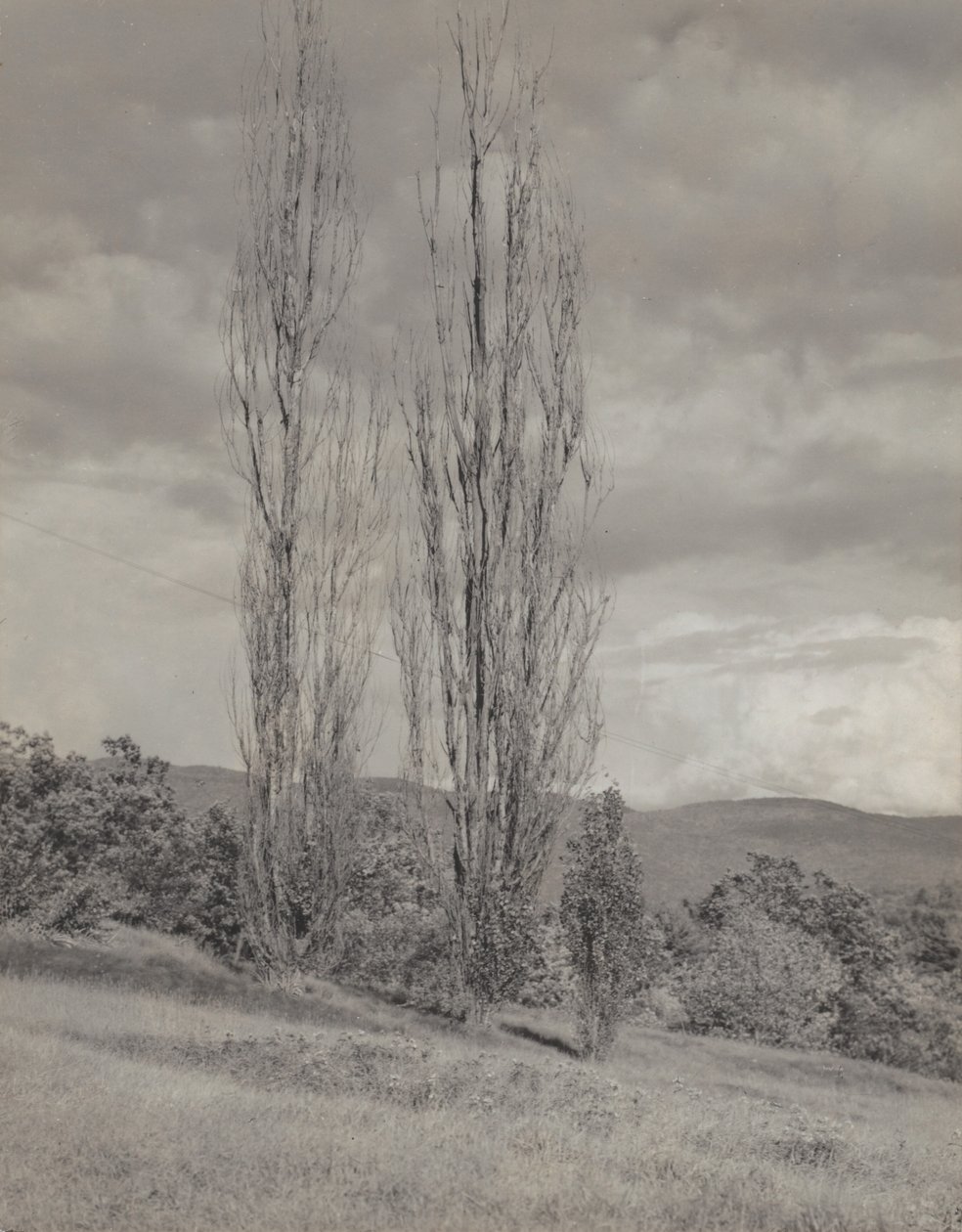 Nyárfák - George-tó alkotó: Alfred Stieglitz