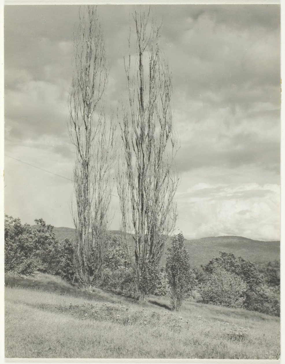 Nyárfák – George-tó, 1935. alkotó: Alfred Stieglitz