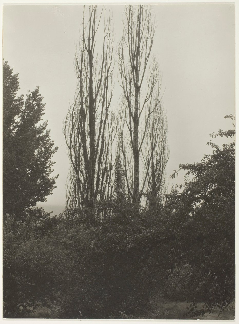 Nyárfák – George-tó alkotó: Alfred Stieglitz