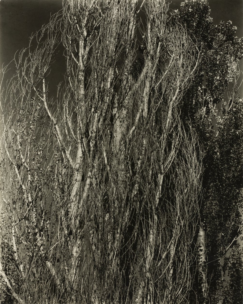 Nyárfák – George-tó alkotó: Alfred Stieglitz