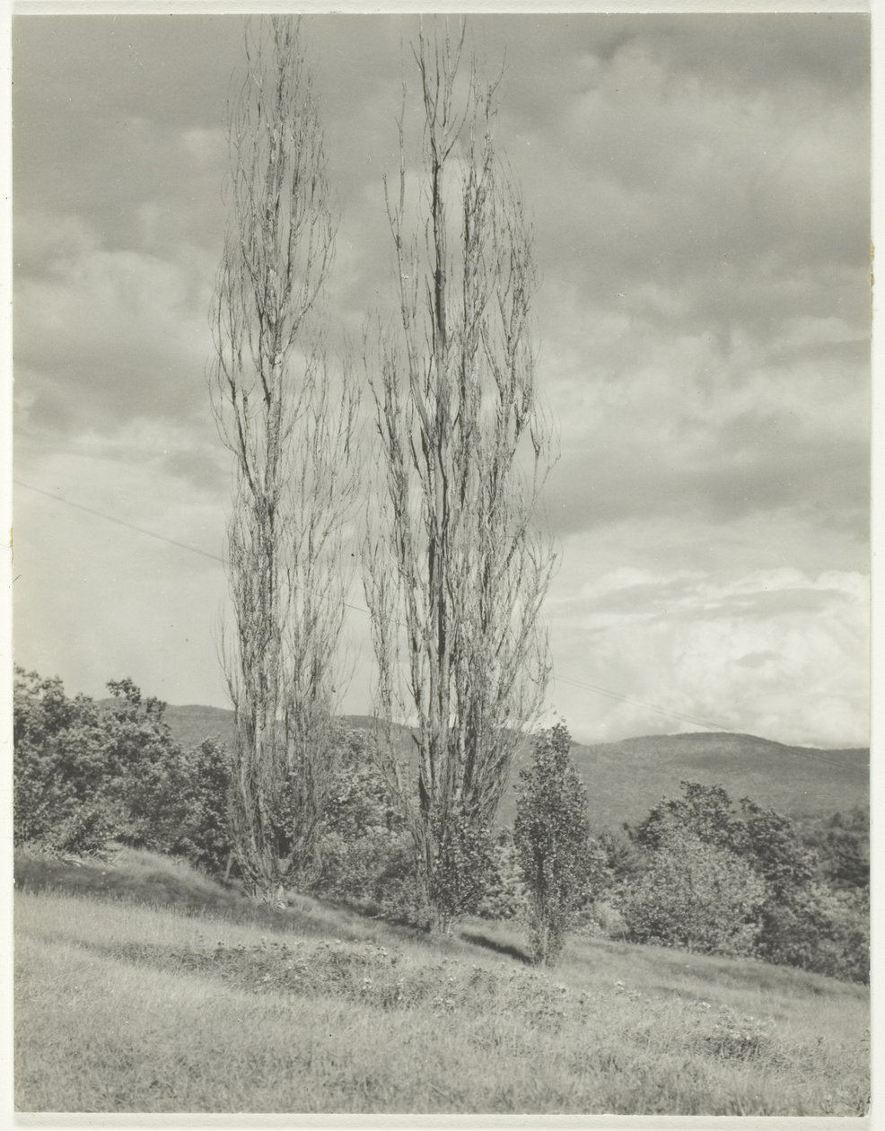 Nyárfa George Lake alkotó: Alfred Stieglitz