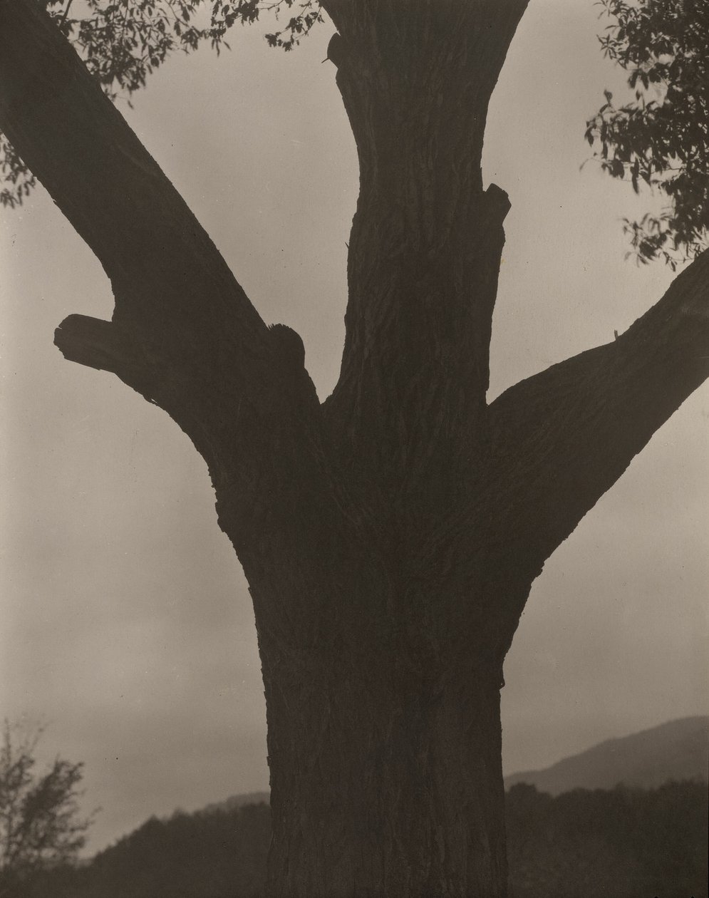 A haldokló gesztenye alkotó: Alfred Stieglitz