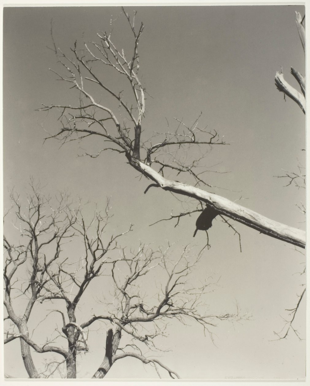 A haldokló gesztenyefa - A tanárom alkotó: Alfred Stieglitz