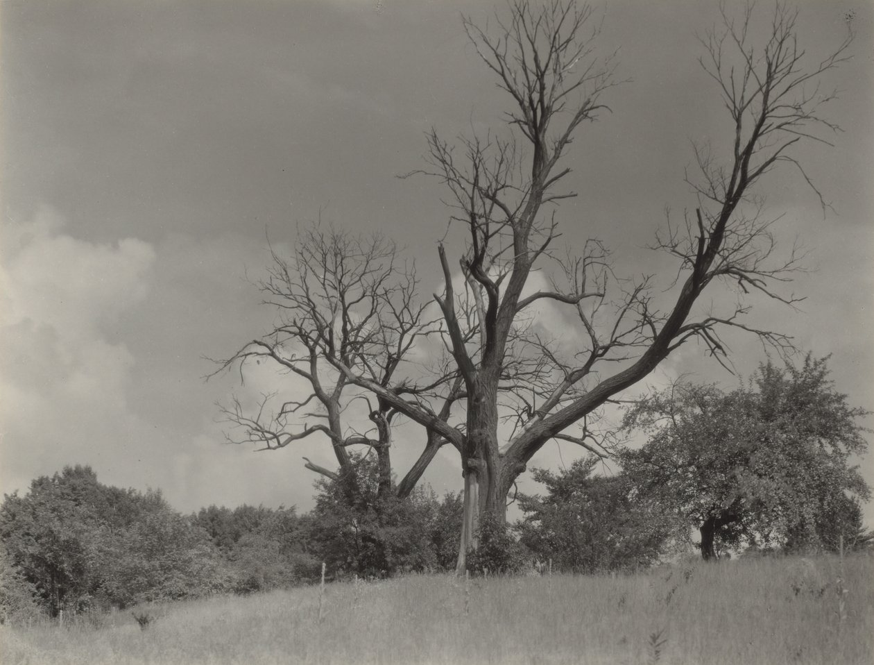 A haldokló gesztenyefa alkotó: Alfred Stieglitz