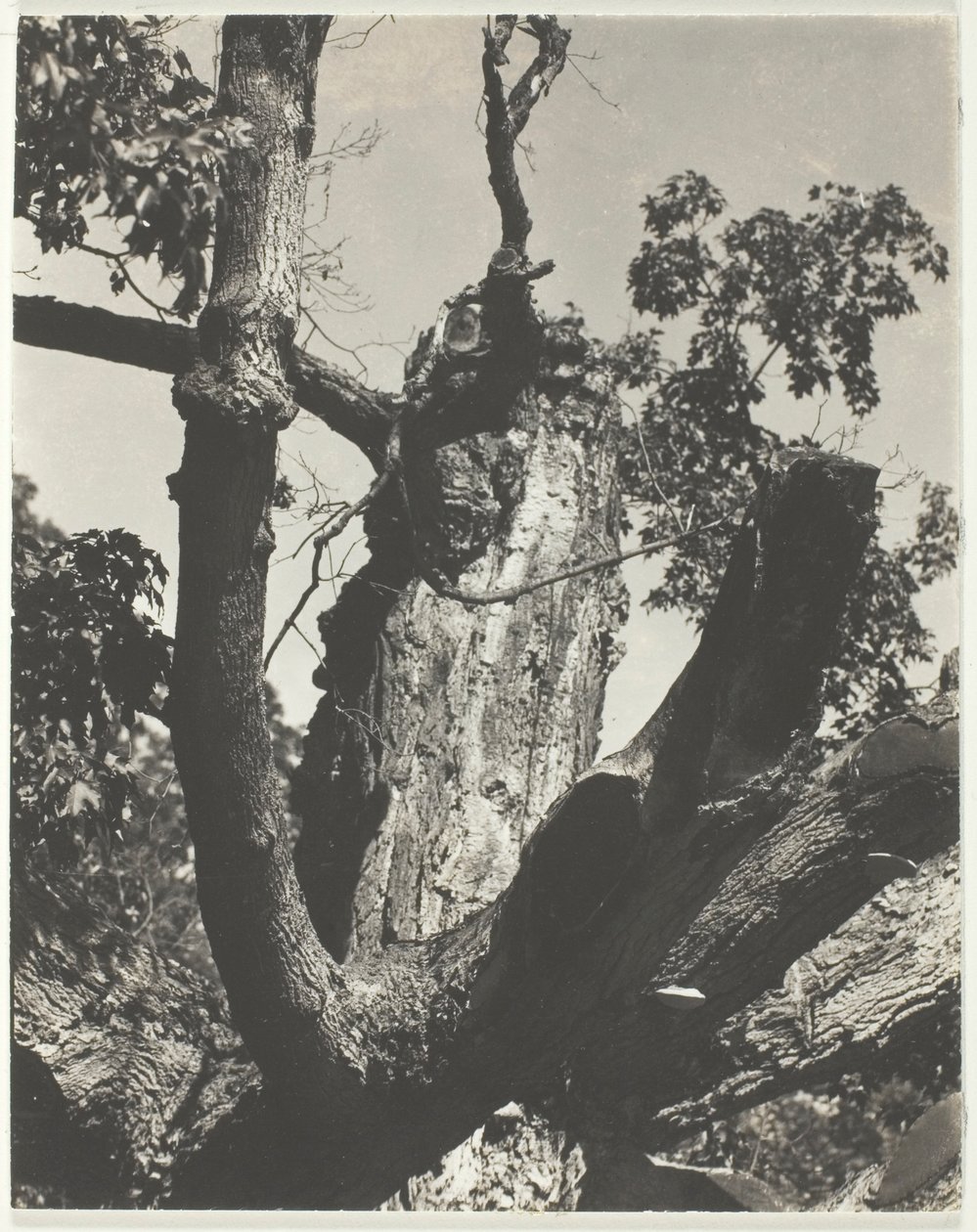 Az öreg juhar – George-tó alkotó: Alfred Stieglitz