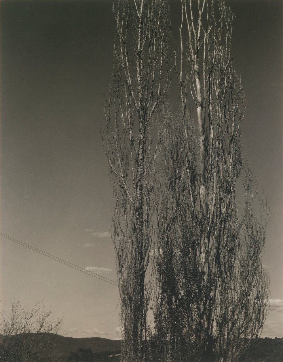 A két nyárfa, George-tó alkotó: Alfred Stieglitz