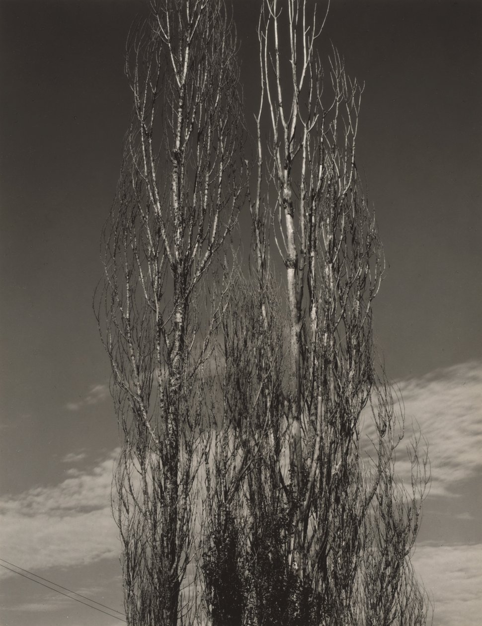 A két nyárfa, Lake George alkotó: Alfred Stieglitz