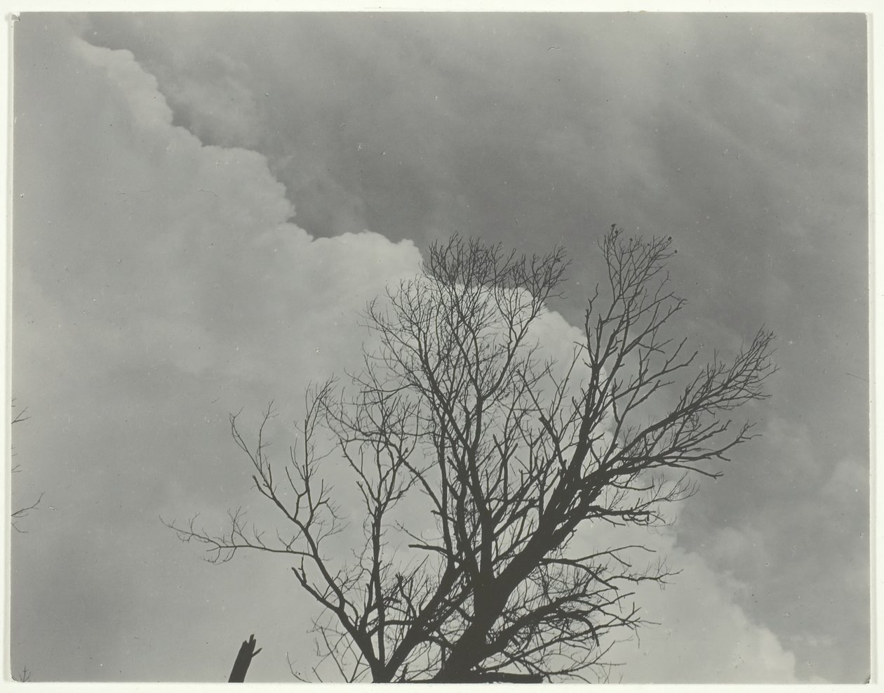 3. fakészlet, c. 1924. alkotó: Alfred Stieglitz
