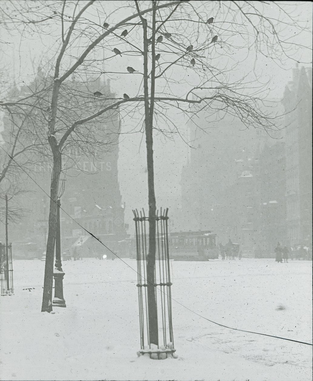 Tree in Snow, New York City, 190002. alkotó: Alfred Stieglitz
