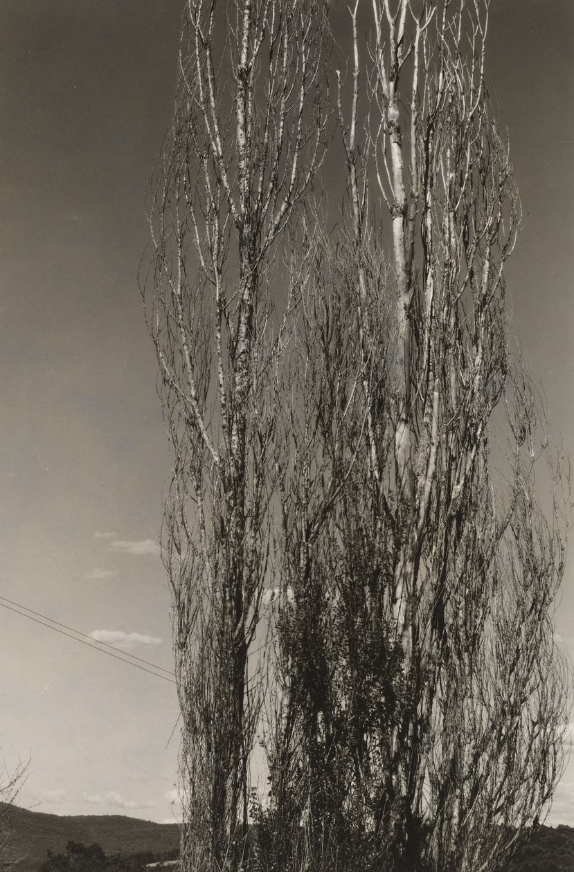 Két nyárfa, George-tó (recto) alkotó: Alfred Stieglitz