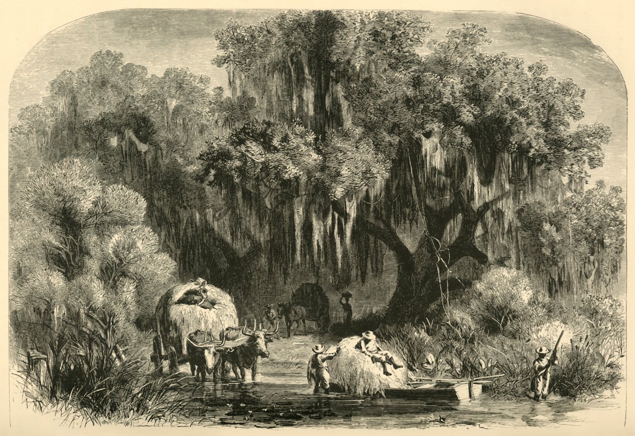 „A mohagyűjtők”, 1872. alkotó: Alfred Rudolph Waud