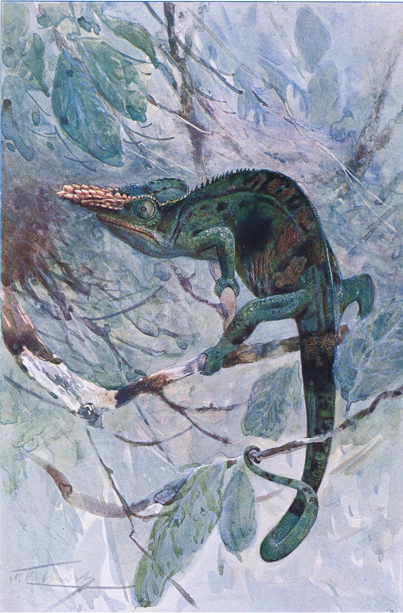 Afrikai kaméleon, illusztráció a „Wildlife of the World”-ből, 1910 körül (színes litó) alkotó: Alfred Weczerzick