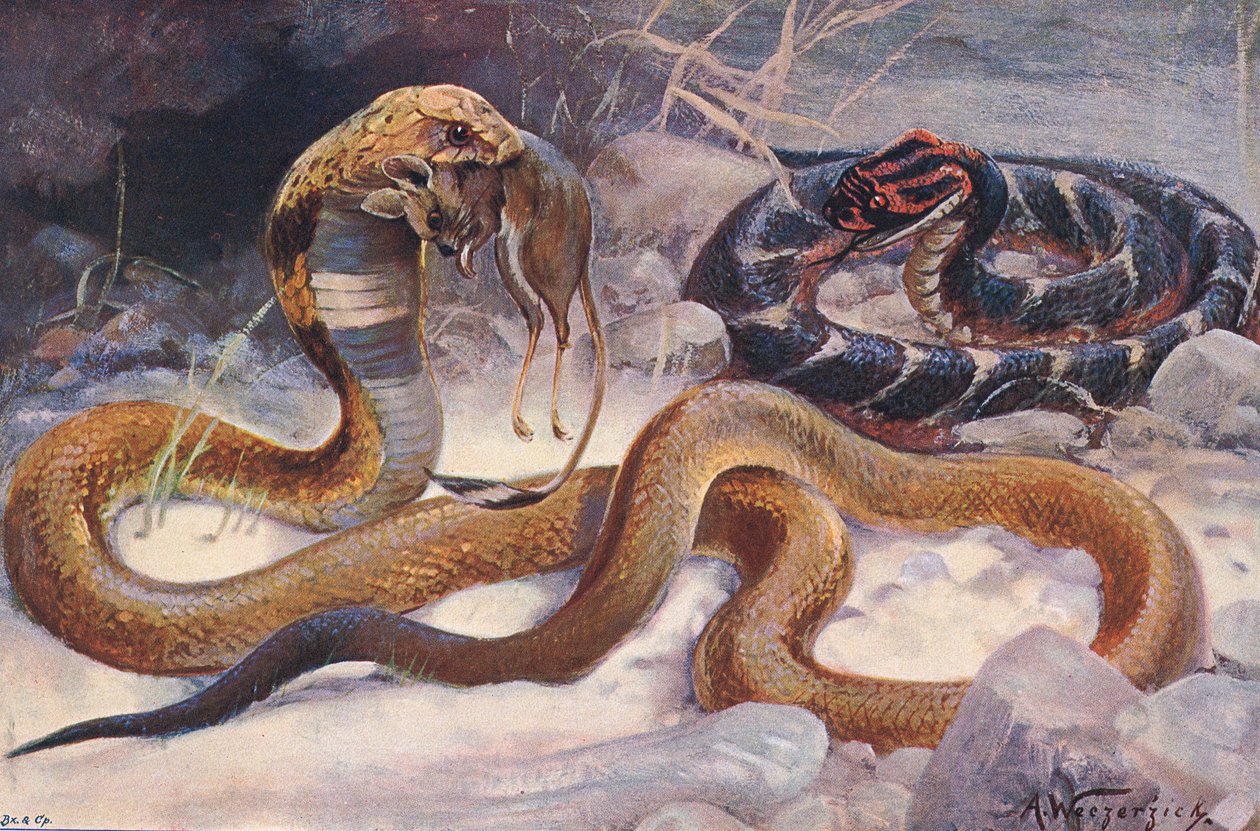 Cobra és Puff Adder, illusztráció a "Wildlife of the World"-ből, 1910 körül (színes litó) alkotó: Alfred Weczerzick