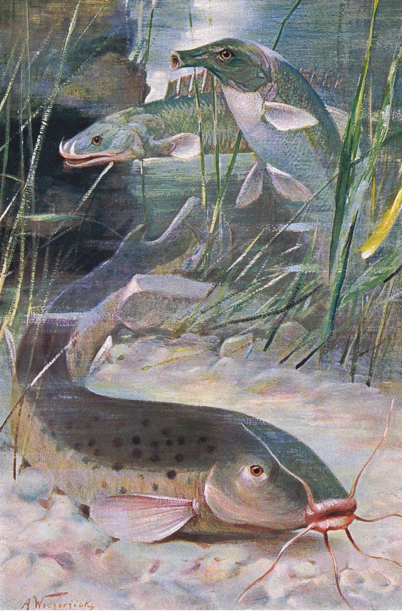 Elektromos harcsa, Bichir, Trunkfish, illusztráció a "Wildlife of the World"-ből, 1910 körül (színes litó) alkotó: Alfred Weczerzick