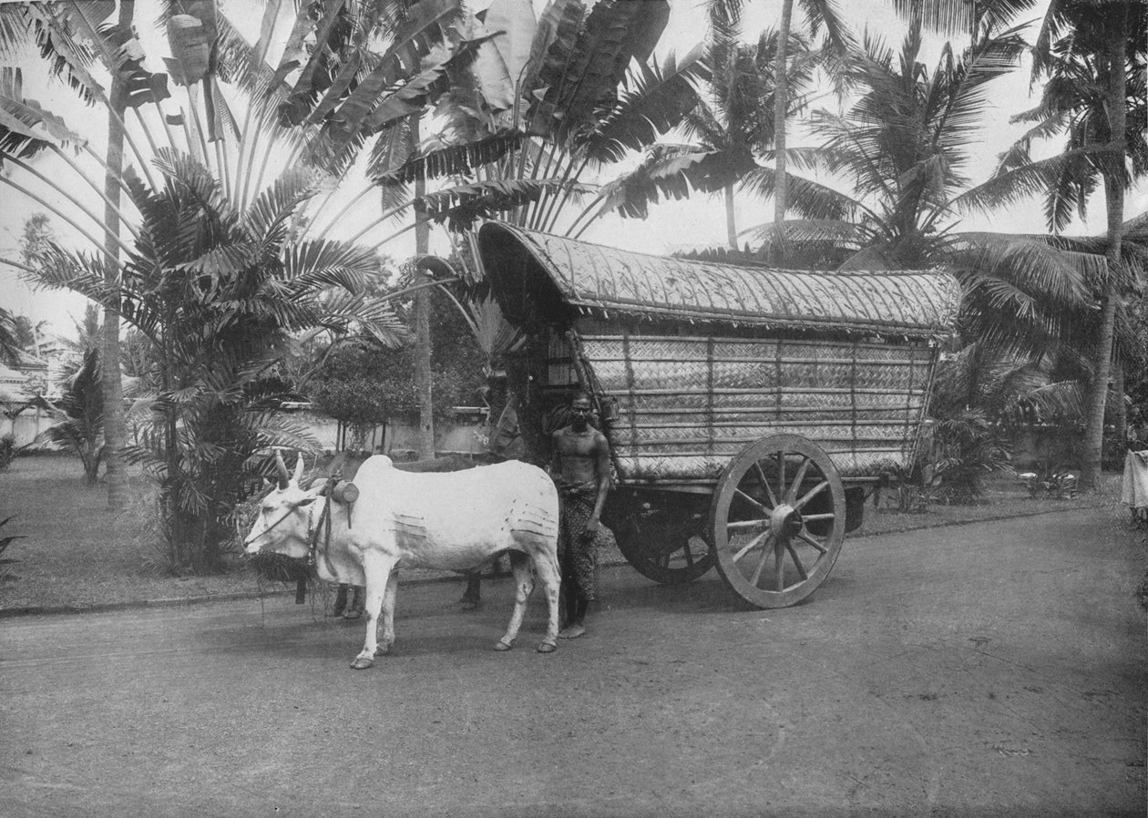 Ceylon Bullock kocsi, c1890, 1910 alkotó: Alfred William Amandus Plate